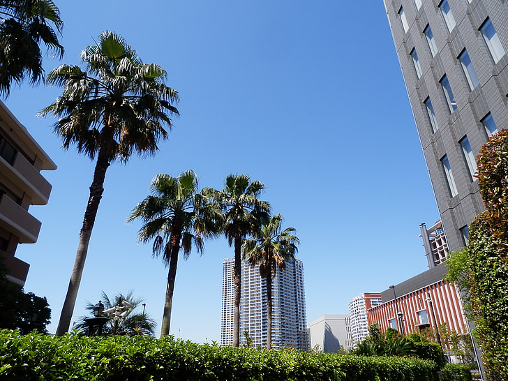 Palmové stromy, Tokio, léto, výšková budova