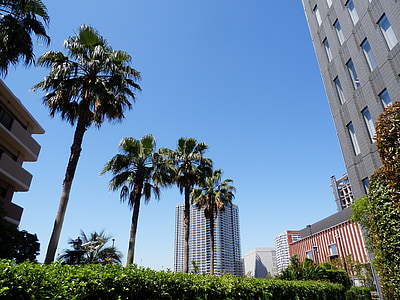 палмови дървета, Токио, лято, висока сграда