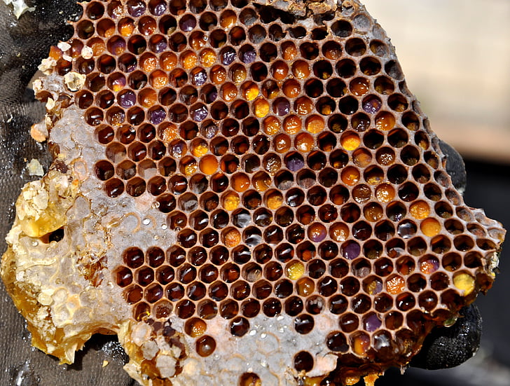 Honeycomb, pollen lagerhållning, honung, biodling, naturen, Beehive, biodling