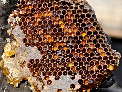 Saće, pelud skladištenja, med, Pčelarstvo, priroda, košnica, Pčelarstvo