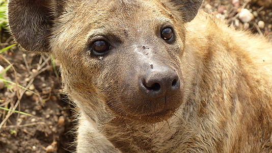 hyena, tanzania, africa, head