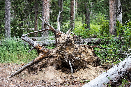 árbol caído, raíces, bosque, arcilla, rama, muertos, madera