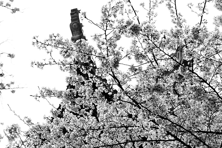 kirsebærtre blomstrer, natur, Kina, våren, Egenskaper, svart-hvitt