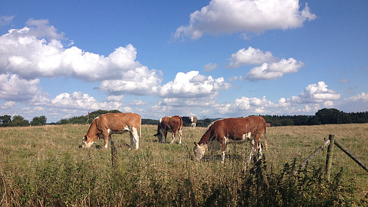 tehén, csali, szarvasmarha, a mező, rét, nyári, tehenek