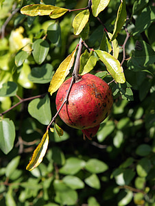 granatäpple, södra, Abchazien, frukt, naturen, Leaf, Mogna