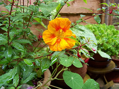 capuchina, naranja, flor, verde, hojas, húmedo, agua