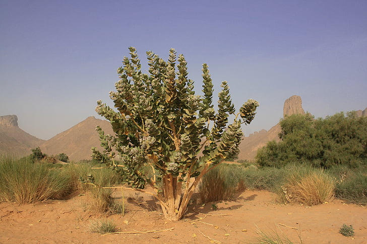 Algeriet, Sahara, öken, tropisk vegetation