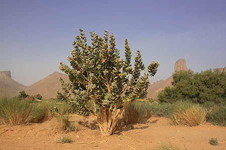 Algerie, Sahara, ørkenen, tropisk vegetasjon