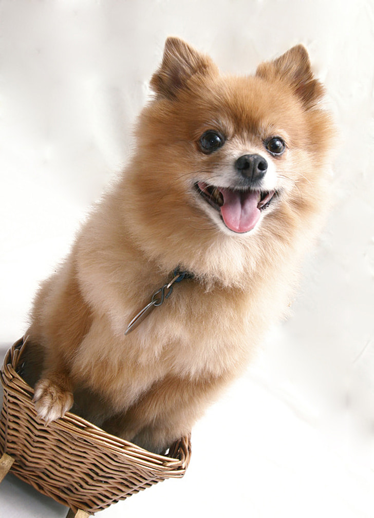 dog, pet, basket, cute, portrait, animal, adorable