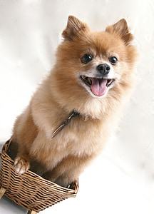 perro, mascota, cesta, lindo, Retrato, animal, adorable