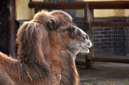 Camel, Zoo, zweihoeckriges, púštne lode, Tiergarten, cicavec