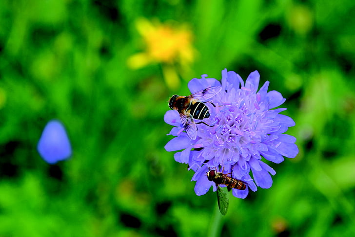 Bee, hveps, insekt, blomst, Blossom, Bloom, indsamle nektar