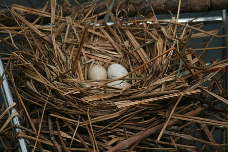 moorhen, common moorhen, nest, water bird, young bird, hatching, scrim