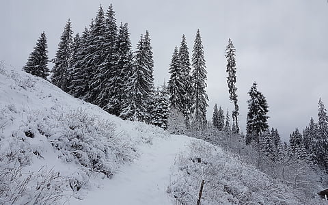 冬, 物語, 雪, モミの木, 美容