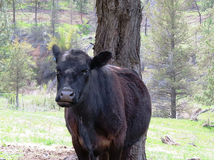 vaca, l'expressió, animal, bestiar, rural, divertit, paisatge