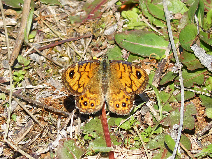 lasiommata megera, Motyl, margenera, pomarańczowy motyl