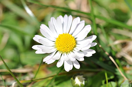 Daisy, fehér, fű, rét, kert, virág, növény