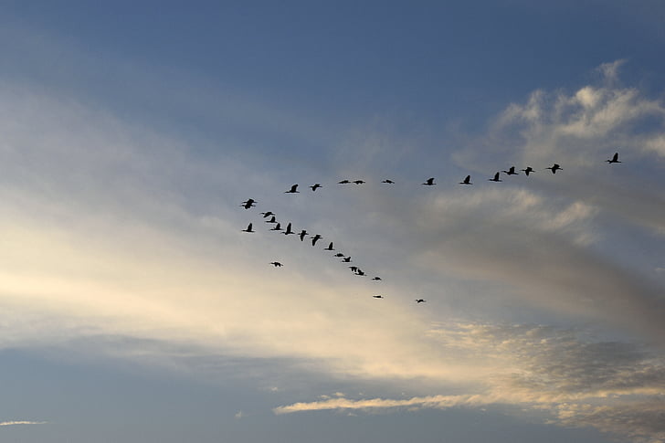saulriets, putni, herons, putnu, debesis, lido, savvaļas dzīvnieki