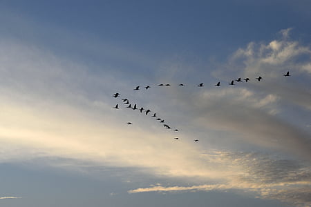 sunset, birds, herons, avian, sky, flying, wildlife