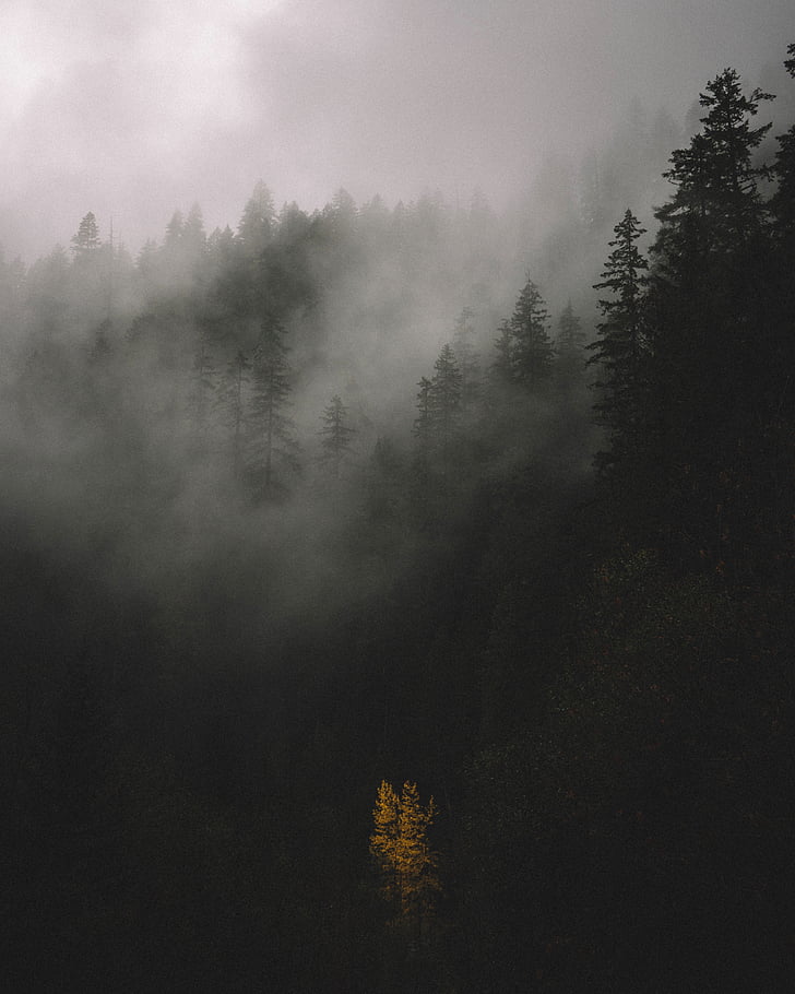 사진, 숲, fogs, 트리, 공장, 자연, 반사