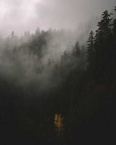 Foto, šuma, magle, drvo, biljka, priroda, odraz