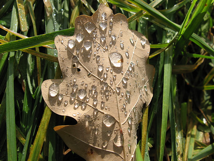 leaf, autumn, dew, light effects