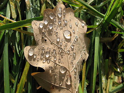 leaf, autumn, dew, light effects