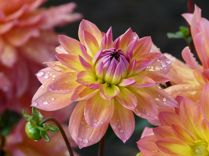 Dahlia Puutarha, vaaleanpunainen, keltainen, violetti, kukka, Blossom, Bloom