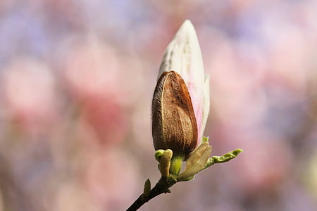 Magnolia, õis, Bloom, kevadel, roosa, lill puu, Õitsev puu