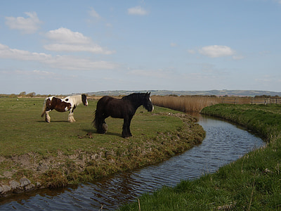 kuda, Stream, air, rumput, padang rumput, musim panas, Kolam