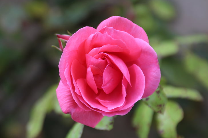 růže, květ, květ, Bloom, růžová, Zavřít, závod