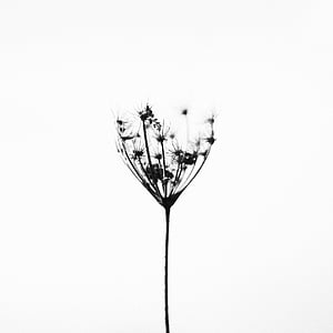 nature, plant, minimalistic, black white, silent, quiet, contrast
