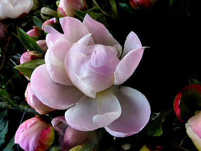 blütenzauber, άνθος, άνθιση, θάλασσα από λουλούδια, ροζ, herrlich, άνοιξη