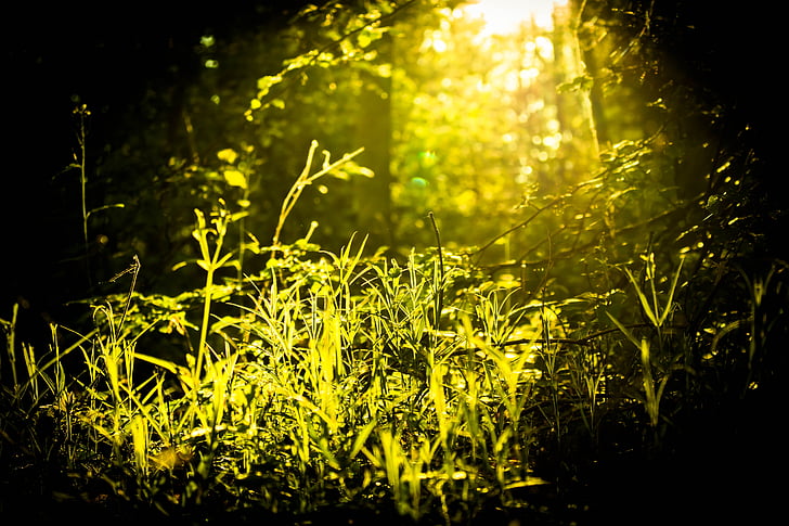 lasu, Tajemnica, światło, zielony, Natura, efekt świetlny, Mystic