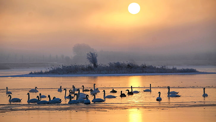 sunrise, skies, foggy, lake, swans, morgenstimmung, sun