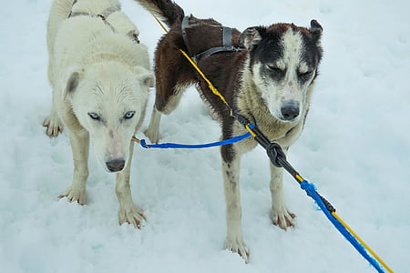 slädhundar, Alaska, hundspann, släde, hundar, kälkåkning, snö