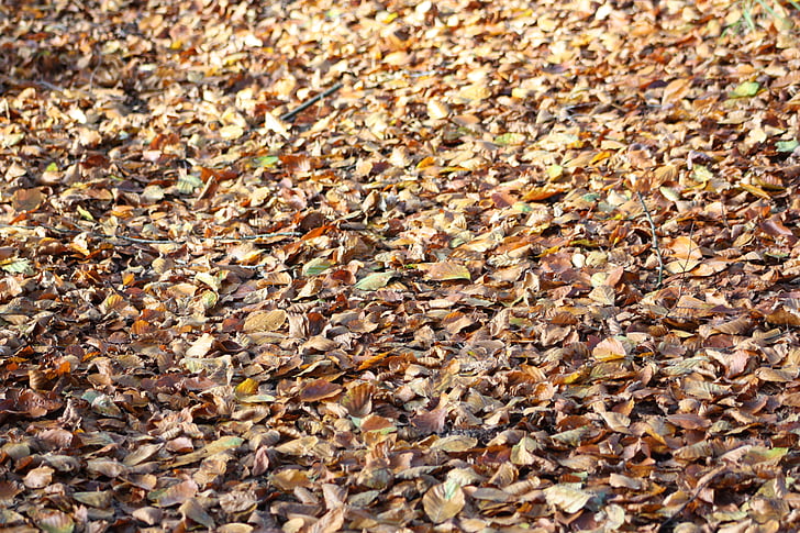 autumn, leaves, foliage, defoliation, natural, color, autumn leaf