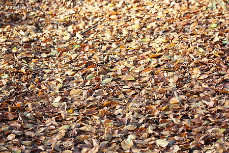 Herbst, Blätter, Laub, Entblätterung, natürliche, Farbe, Herbst Blatt