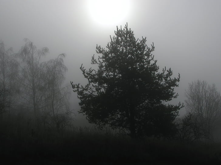 fa, fák, köd, ködös, téli, téli, téli nap