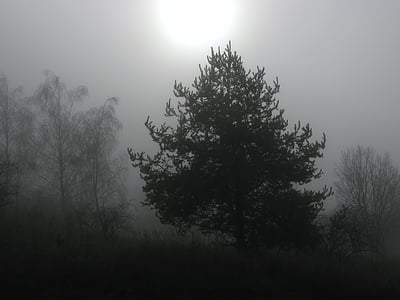 árvore, árvores, nevoeiro, nebuloso, Inverno, invernal, sol de inverno