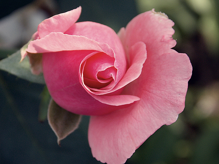 rose, nature, pink, flowers, beauty, garden, petals