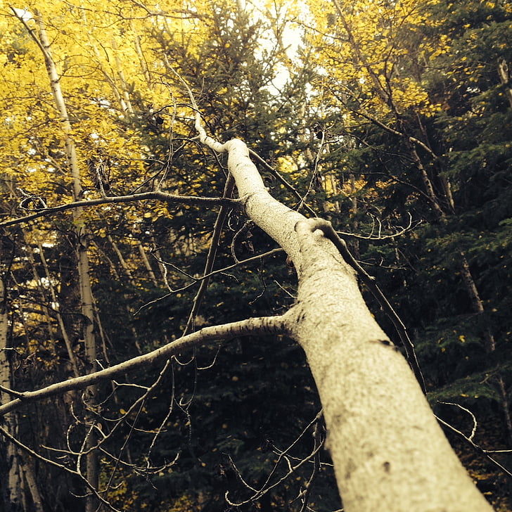 stabla, šuma, jesen, žuta, priroda, krajolik, drvo