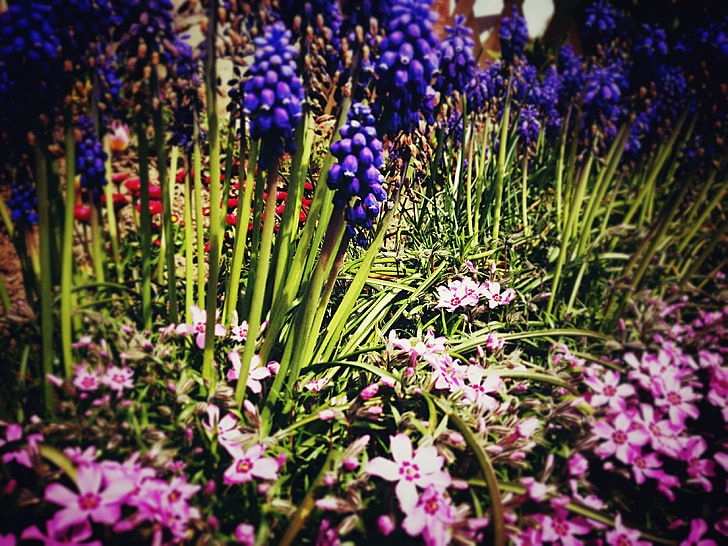 정원, 봄, 꽃, 색, 다채로운, 블 룸, 자연