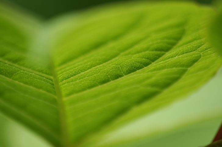 leaf, macro, bush, leaves, green color, close-up, freshness