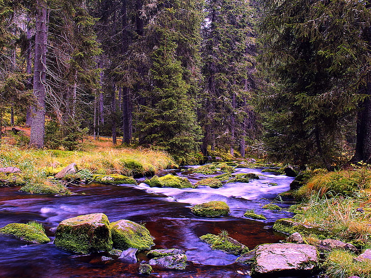 река, природата, дървета, вода, Есен, отражение, Текущи