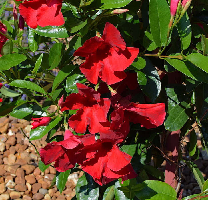 red mandevilla vine, tropical, flower, blossom, bloom, vine, plant