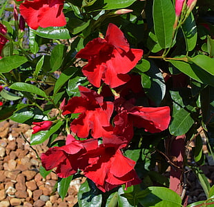 red mandevilla vine, tropical, flower, blossom, bloom, vine, plant