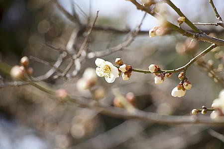 spring, spring flowers, nature, cherry blossom, sakura, pink flower, crush