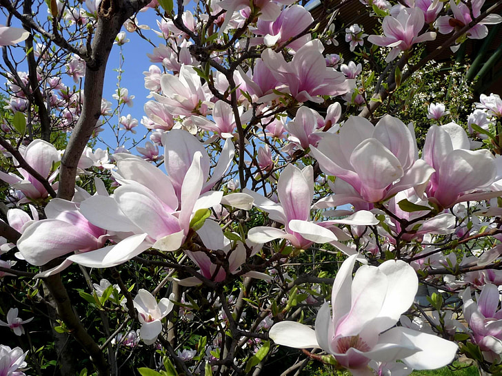 jar, Tulip strom, Magnolia, drevo, Kvitne v, Kvetinová, jarné bloom