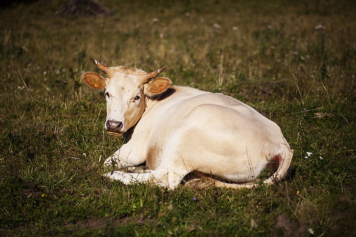 sapi, padang rumput, desa, Slovakia, putih, rumput, hewan peliharaan